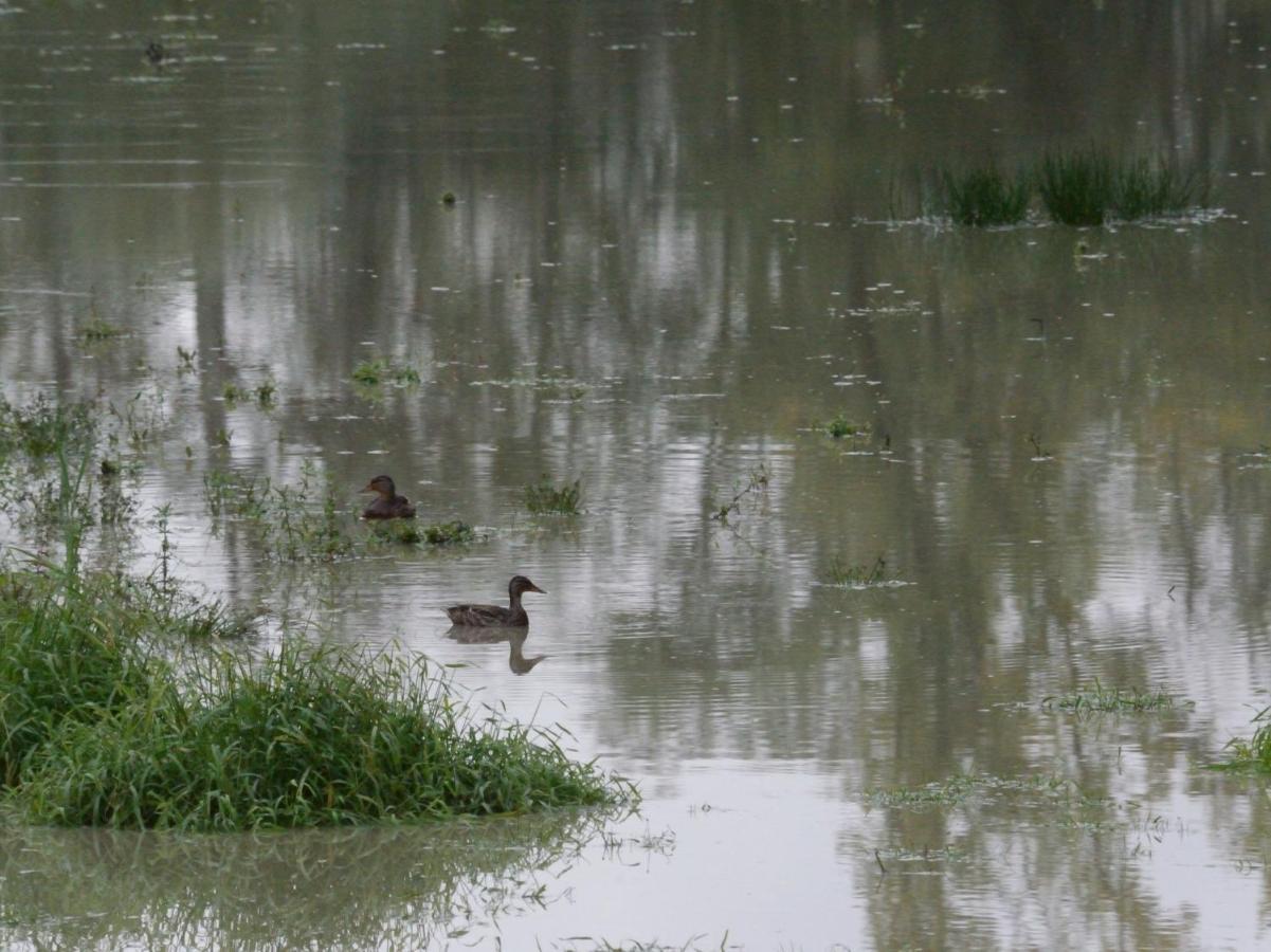 Montigny-sur-Loing La Ravine Au Bord Du Loing 빌라 외부 사진